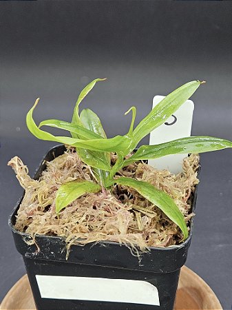 Nepenthes - Gracilis Black X Gracilis Squat