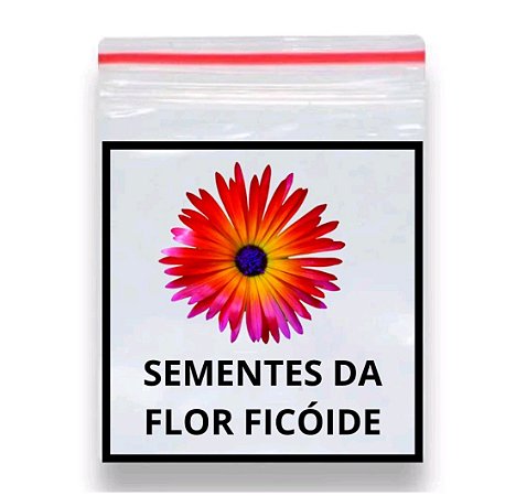 Ficóde Bellidformis Sortida 1.000 Sementes