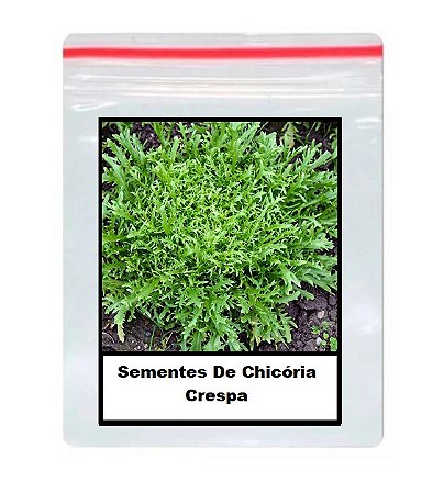 Sementes De Chicória Crespa 100 unidades