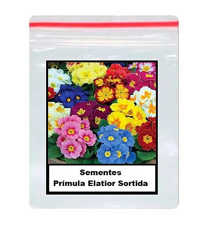 50 Sementes Prímula Elatior Sortida