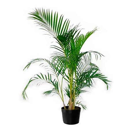 Palmeira Areca Bambu