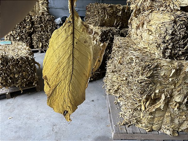 Tabaco Virgínia em Folhas 1 kg