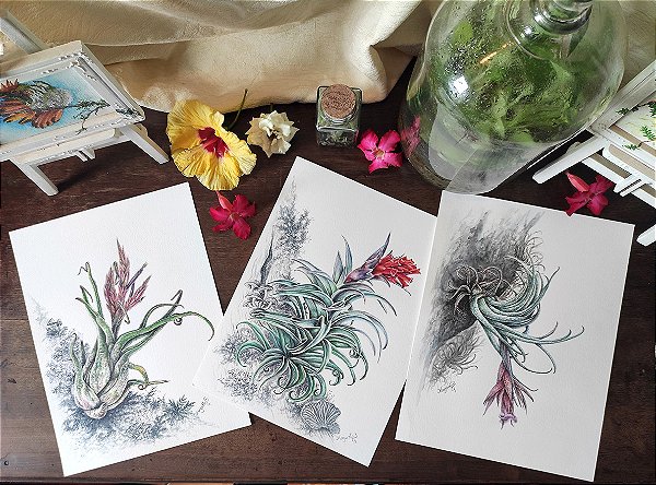 COLEÇÃO BROMÉLIAS (3 prints)