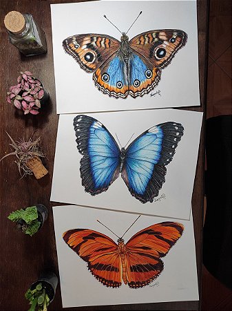COLEÇÃO BORBOLETAS (3 prints)