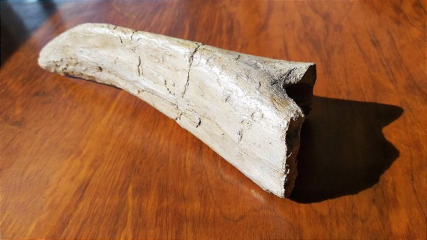 RÉPLICA DE FÓSSIL - THALASSODROMEUS (bico)