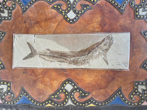 Réplica de Fóssil - Cladocyclus