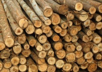 Pau de Eucalipto Escoramento - Medidas