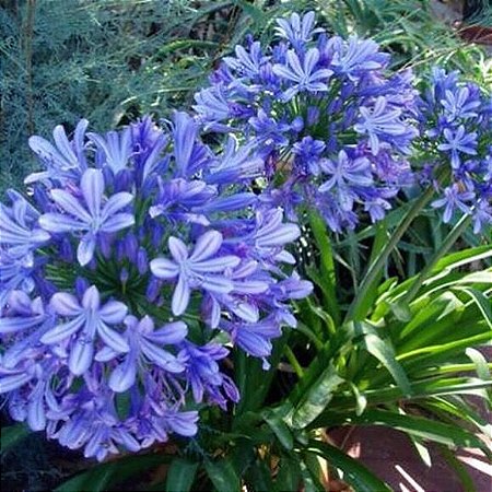 Agapanthus Azul - Garden Arts