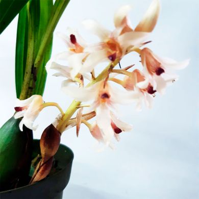 Orquídea Xylobium variegatum - Adulta