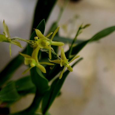 Orquídea Lanium avicula - Ad