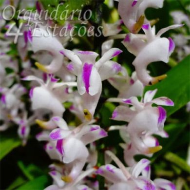 Orquídea Aerides Odorata x Lawrenciae - AD