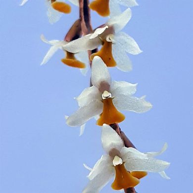 Orquídea Dendrochilum cobbianum - Adulta