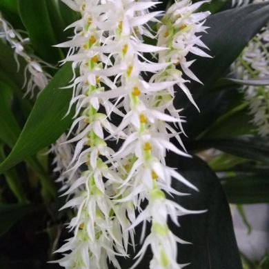 Orquídea Dendrochilum glumaceum - Adulta