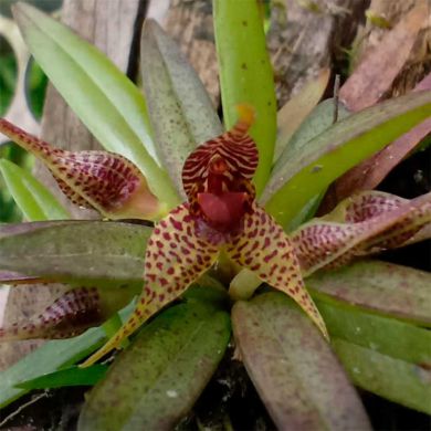 Orquídea Dryadella zebrina - Adulta