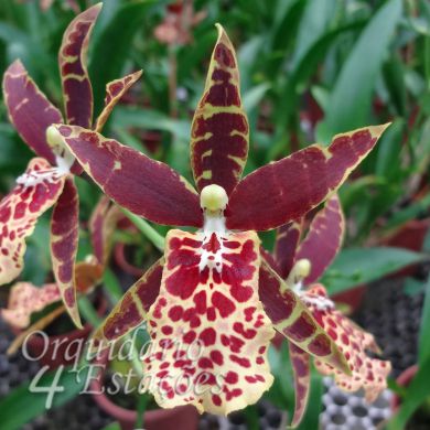 Orquídea Odontocidium Earth Brown - Adulta