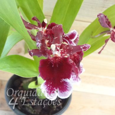 Orquídea Odontocidium Too Sweet - 20cm