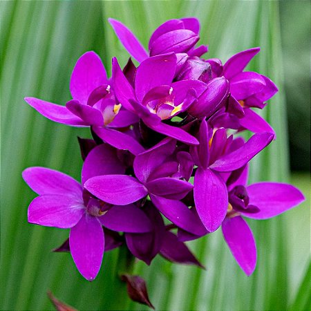 Orquídea Spathoglottis unguiculata Grapette - Cheiro de Uva - Adulta
