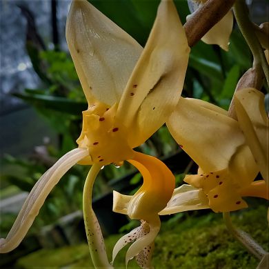 Orquidea Stanhopea jenischiana - Adulta