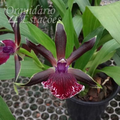 Orquídea Zygolum Louisendorf - Adulto
