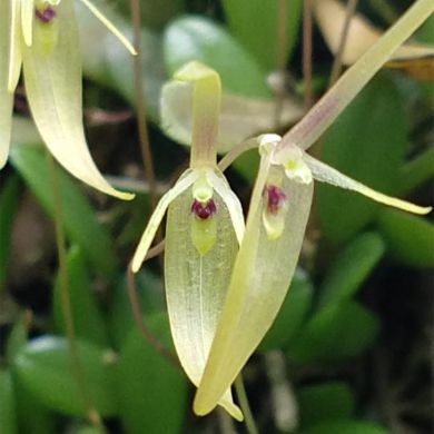 Orquídea Barbosella cogniauxiana - Adulta