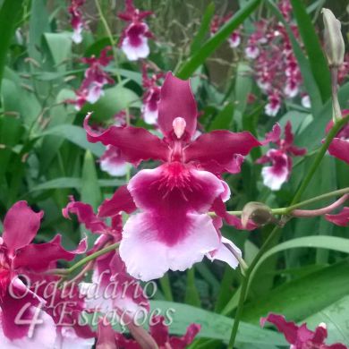 Orquídea Odontocidium Red Wasp Aromatic - Adulta