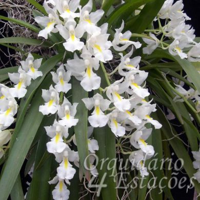Orquídea Rodriguezia venusta - 6cm