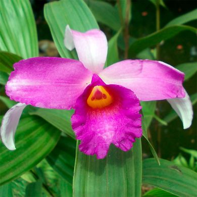 Orquídea Sobralia sessilis - Orquidário 4 Estações - Orquídeas e Flores  Ornamentais