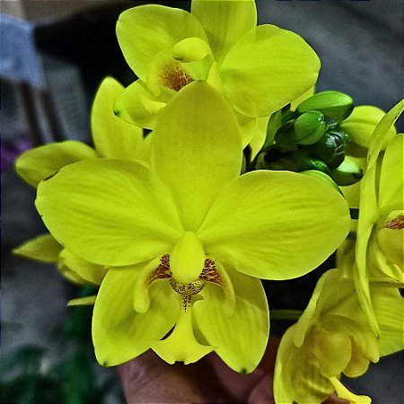 Orquídea Spathoglottis Amarela kimballiana - Adulta