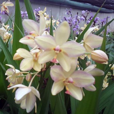 Orquídea Spathoglottis Amarela kimballiana - Orquidário 4 Estações -  Orquídeas e Flores Ornamentais