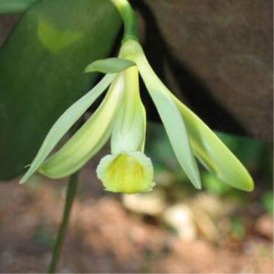 Orquídea Vanilla sp - 40cm