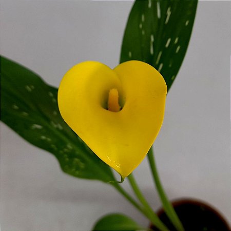 Calla Amarela - Zantedeschia aethiopica