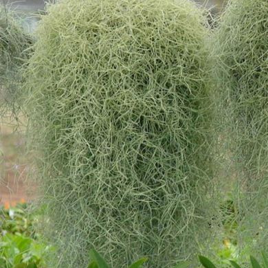 Bromélia Tillandsia usneoides (Barba de Velho) - 40cm