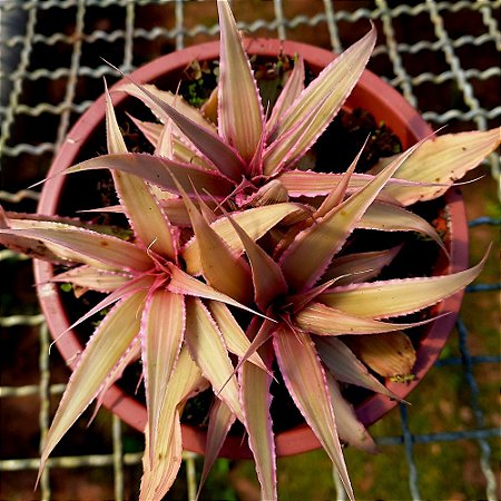 Bromélia Cryptanthus - 15cm