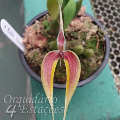 Bulbophyllum blumei - Adulto