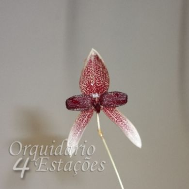 Bulbophyllum elassoglossum - Adulto