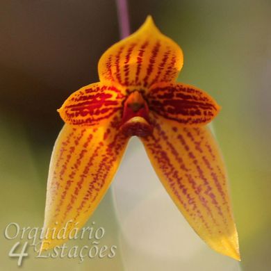 Bulbophyllum pardalotum - Adulto