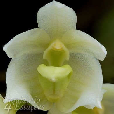 Bulbophyllum santossi - Adulto