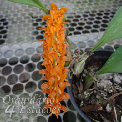 Orquídea Bulbophyllum elassonotum - Adulta