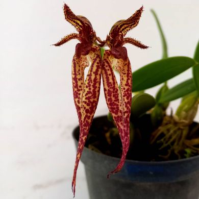 Orquídea Bulbophyllum Emily Siegerist - Adulta