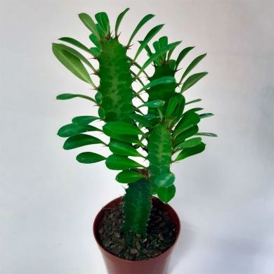 Cacto Euphorbia Trigona