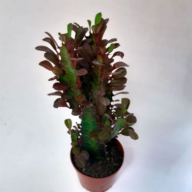 Cacto Euphorbia Trigona Rubra