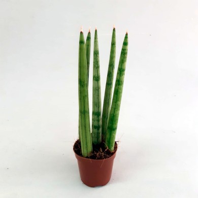 Sansevieria Espada Torre Mini