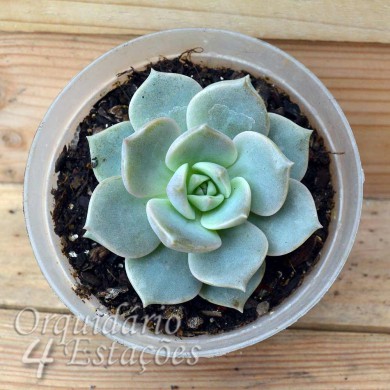 Suculenta Echeveria Fantome