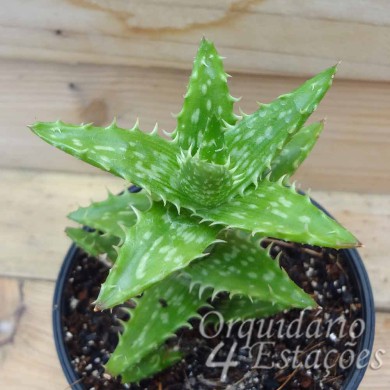 Suculenta Aloe Juvena