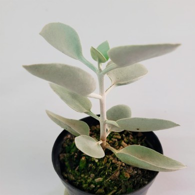 Suculenta Colher de Prata - Kalanchoe Bracteata