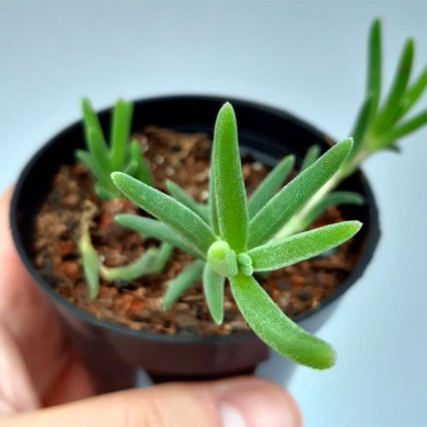 Suculenta Delosperma cooperi