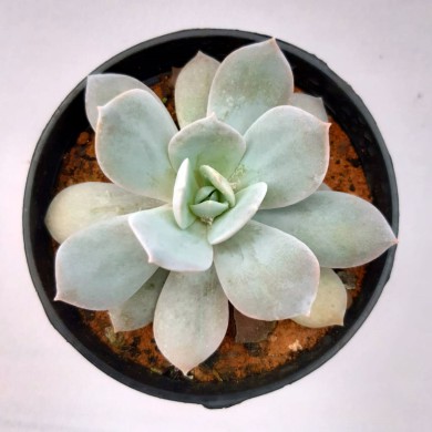 Suculenta Echeveria Blue 'variação'