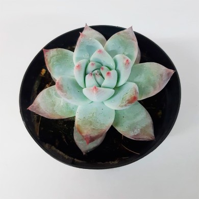 Suculenta Echeveria colorata "Ice"