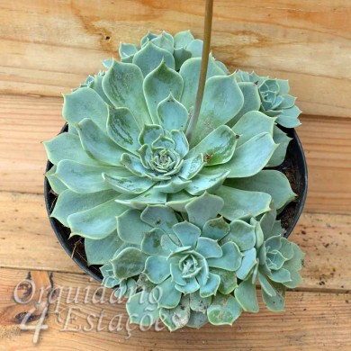 Suculenta Echeveria mínima