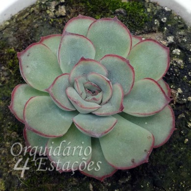 Suculenta Echeveria polidonis